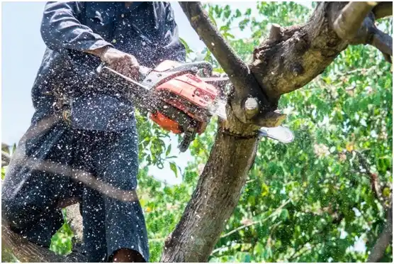 tree services Batesburg-Leesville